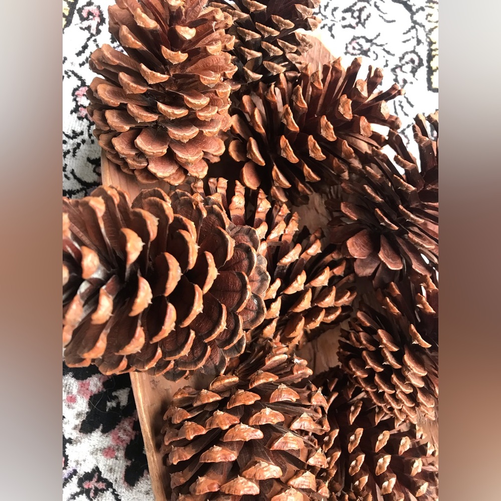 Florida Panhandle pine cones - Picture 2 of 3